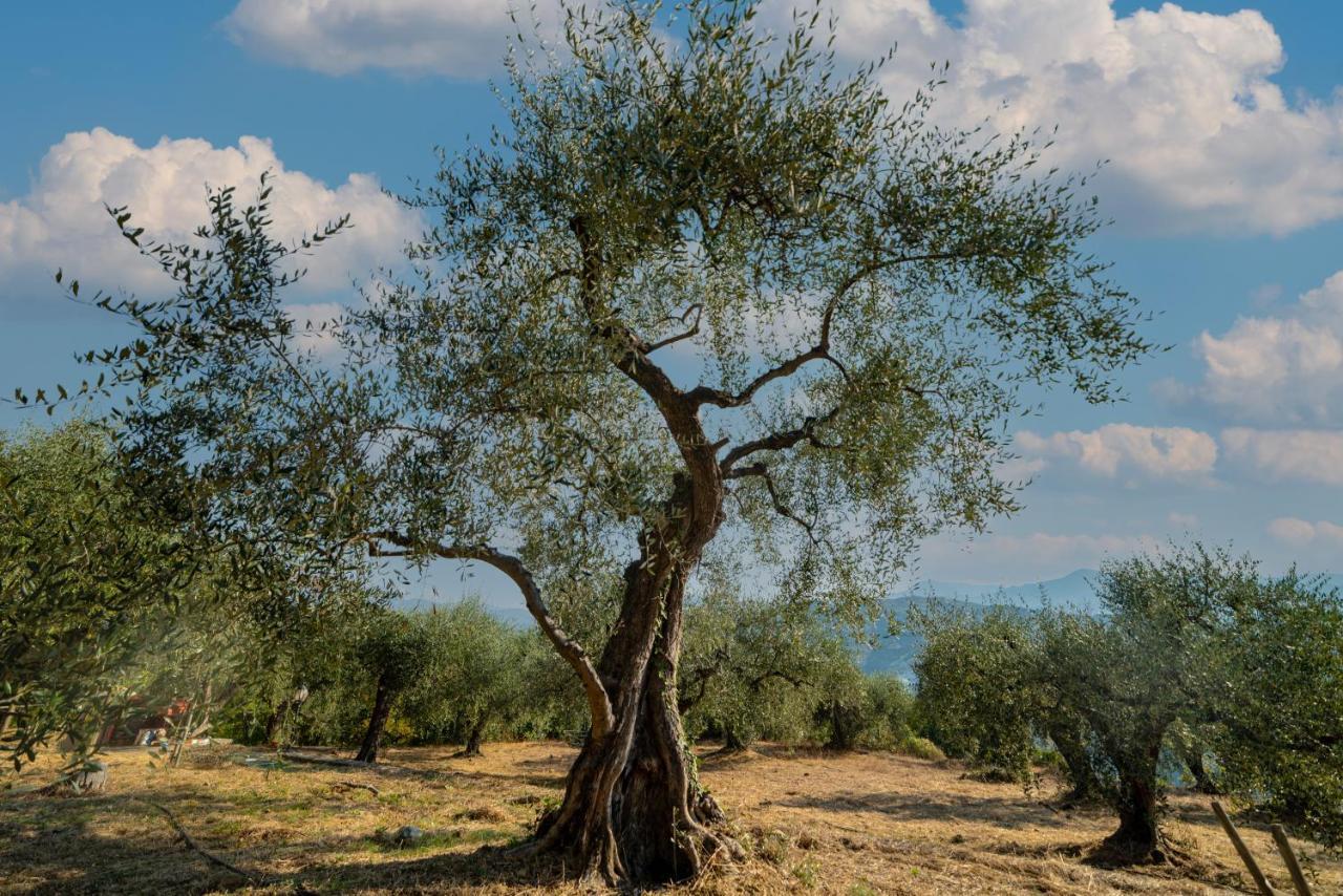 Casetta Maduneta Immersa In Un Oliveto Дольчеаккуа Экстерьер фото
